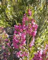 Erica Australis